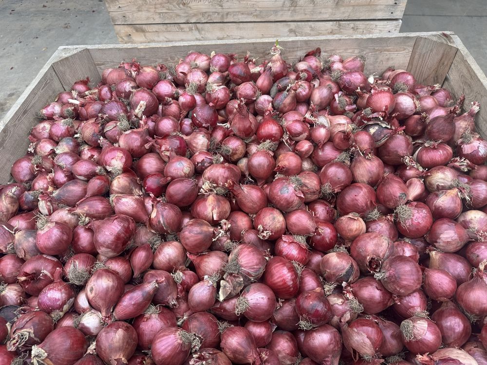 Cebula czerwona Red