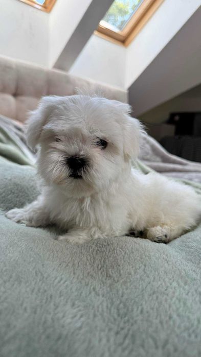 Mini Piesek Maltańczyk z Rodowodem 2kg