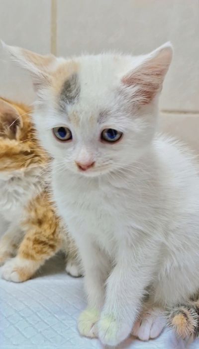Котенок Веснушка ищет дом!