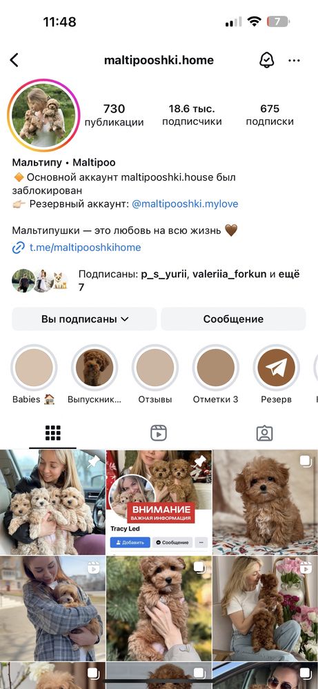 Люкс мальтипу карамель !!!