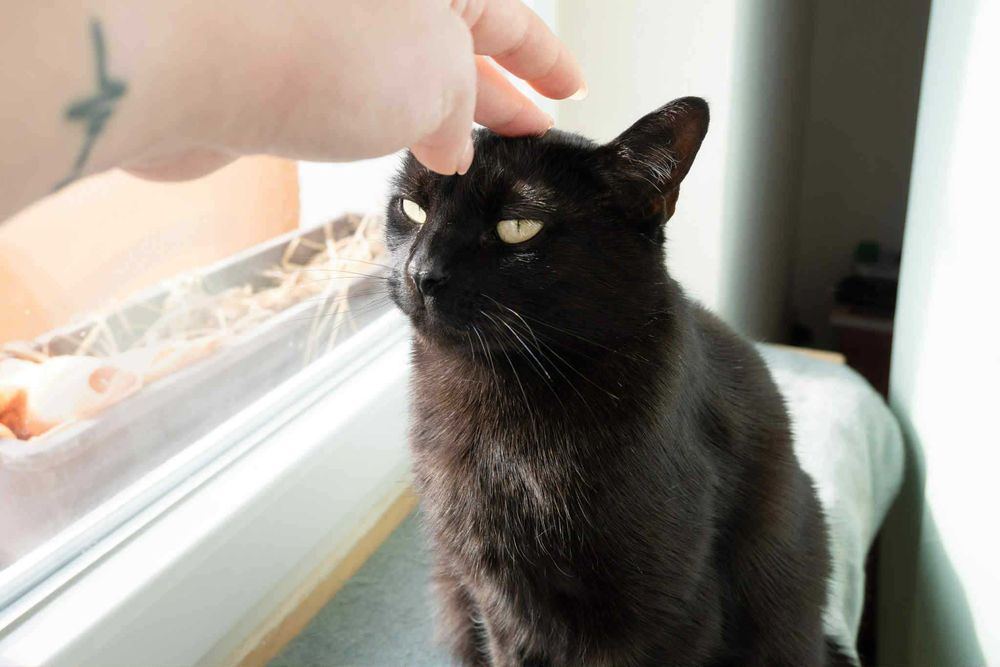 Sana szuka domu! Fundacja "Stawiamy na Łapy"