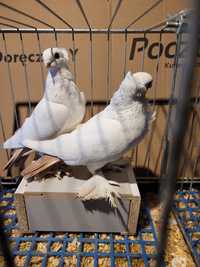 Gołębie dryjery samce i samice