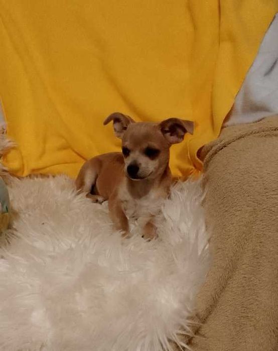 Chihuahua dziewczynka