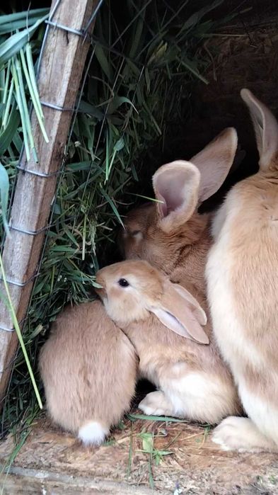 Кроленята бургундської породи на плем'я