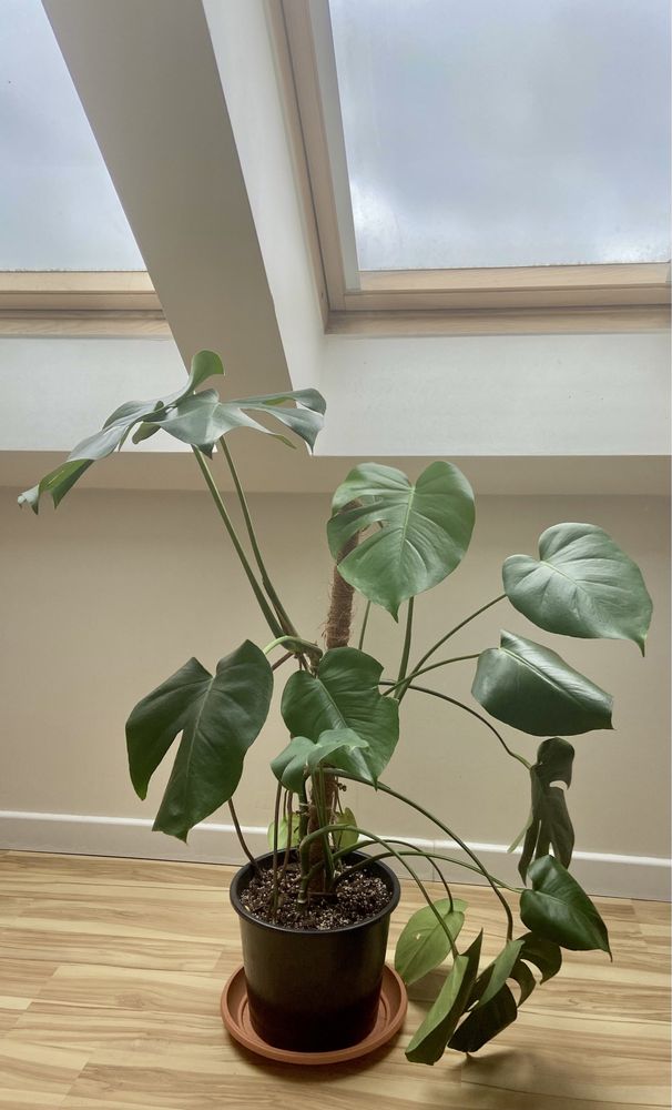 Monstera deliciosa 100 cm wysokości