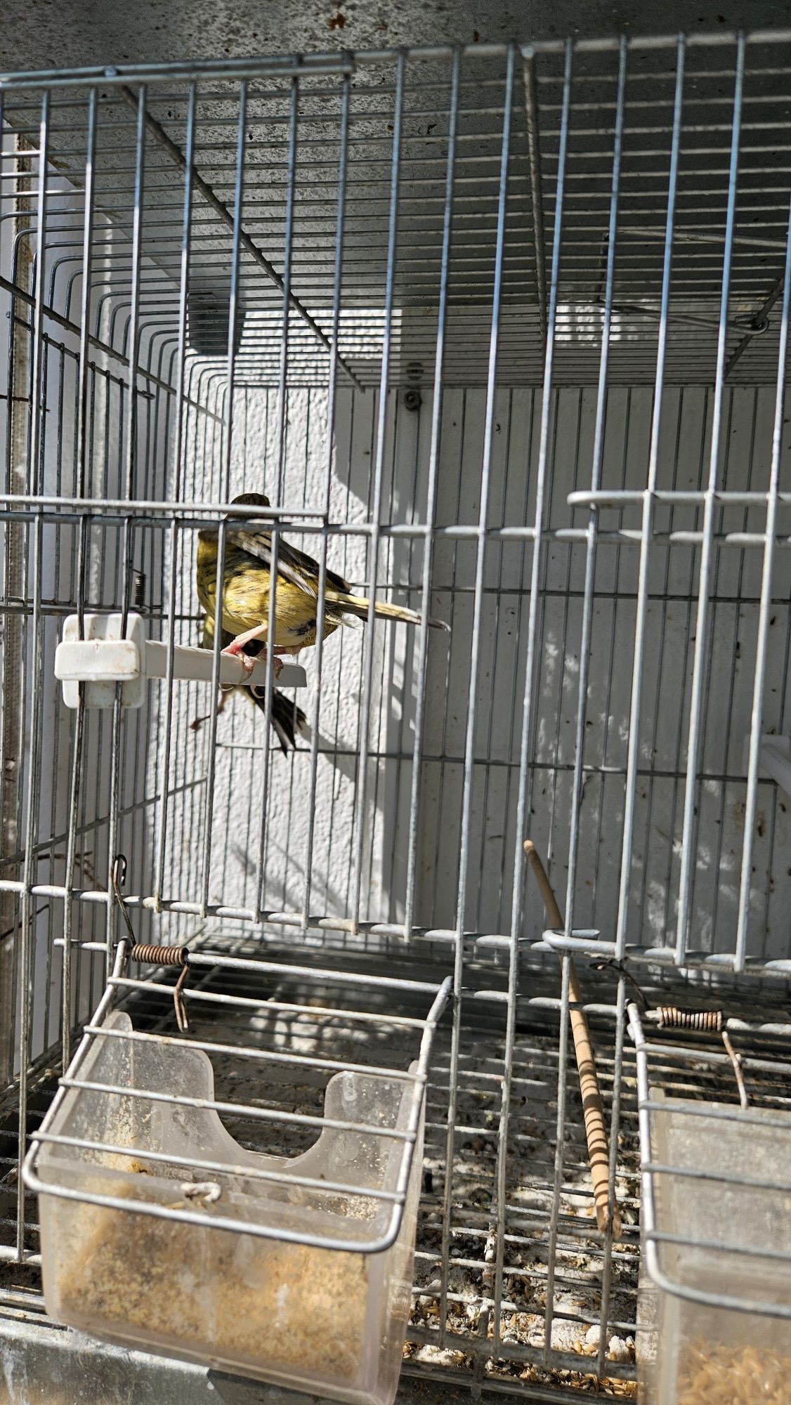 Canaria  muito boa para criar