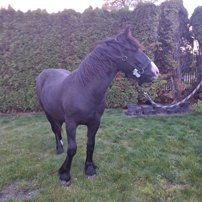 Sprzedam Klacz Grypsy Cob/Tinker 50%