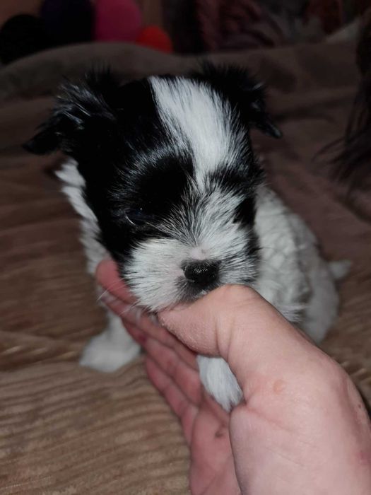 Yorkshire terrier biewer