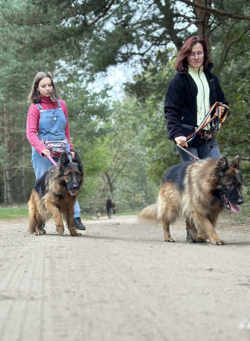 Owczarek Bethoven szuka doświadczonego przewodnika