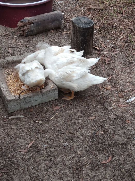 Patos marrecos casal