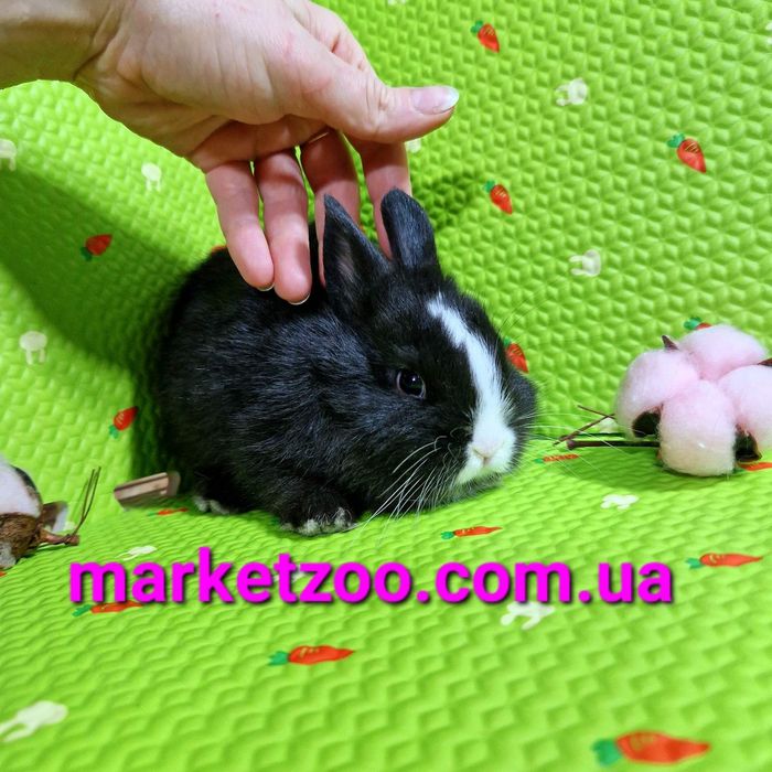 Дуже гарнюній нідерландський малюк