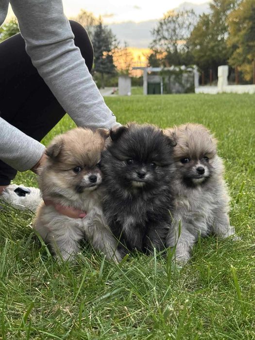 Szpic miniaturowy - pomeranian - rudy