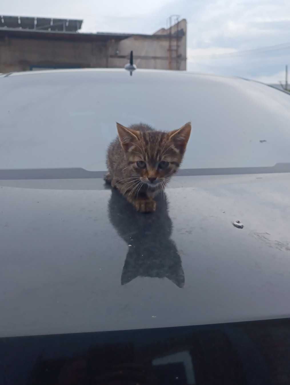 На СТО подкинули маленького двухмесячного котёночка.