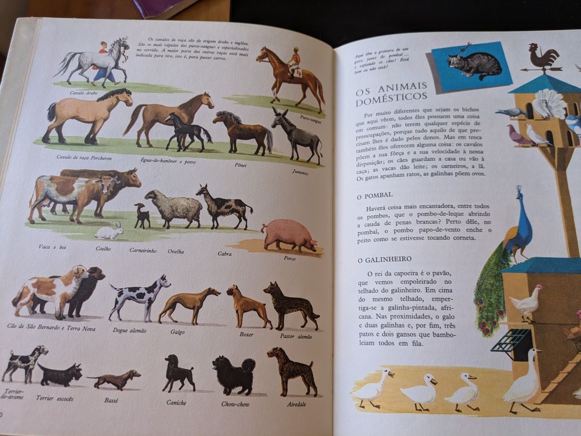 Enciclopédia Infantil da Verbo
