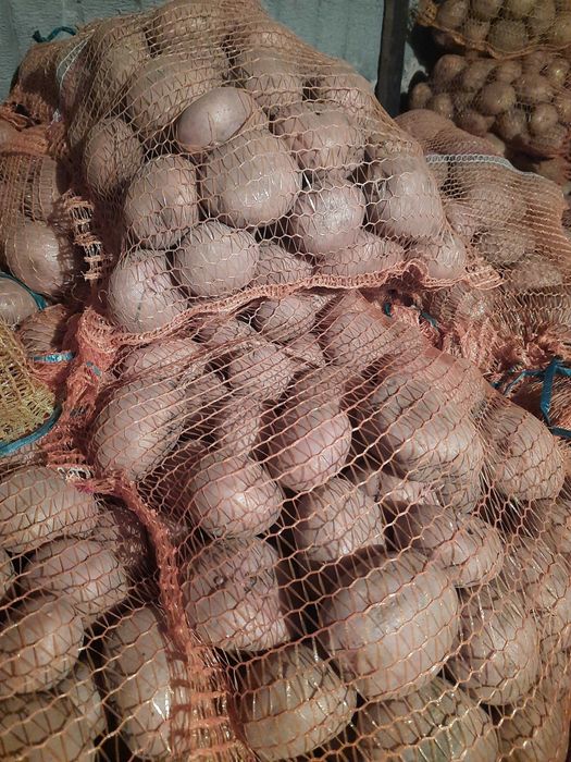 Ziemniaki kartofle jadalne naturalne Irga, Ricarda i Vineta