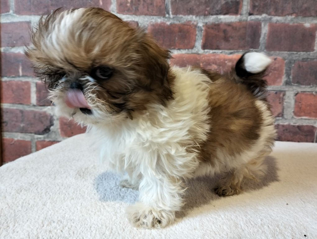 Przepiękna suczka shih tzu Gotowa do odbioru