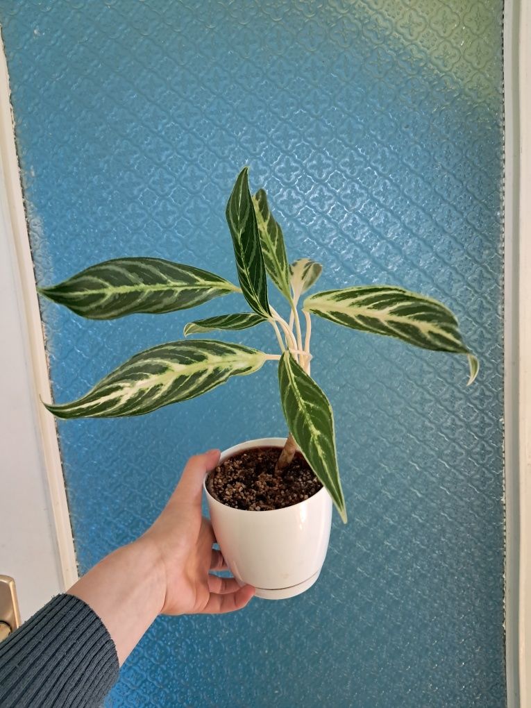 Aglaonema amalia zebra feathers