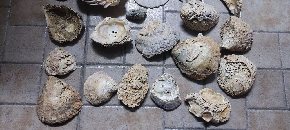 Pedras, conchas, decoração aquário e terrário