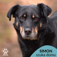 Simon szuka wyrozumiałego domu! OTOZ Animals Schronisko Ciapkowo