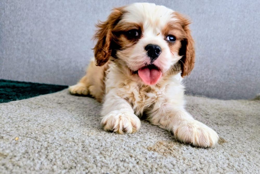 Cavalier King Charles Spaniel