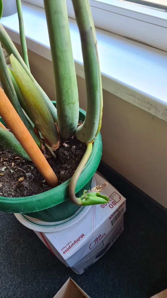 Zamioculcas  Zamiokulkas duży 100cm