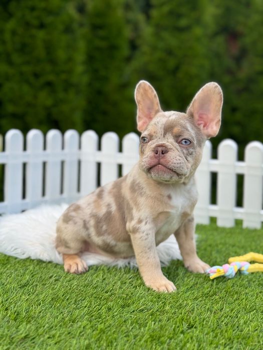 Французский бульдог Мальчик ТОП