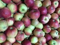 Wyprzedaż promocja tanie jabłka na sok z własnego sadu wysyłka 20kg