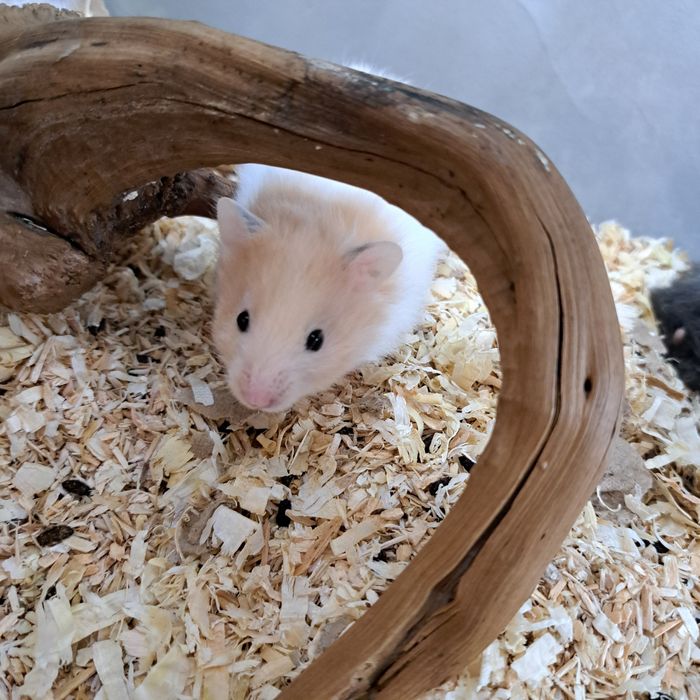 Chomik syryjski biało beżowy w sklepie zoologicznym GRUBY KOCUR w Rzes