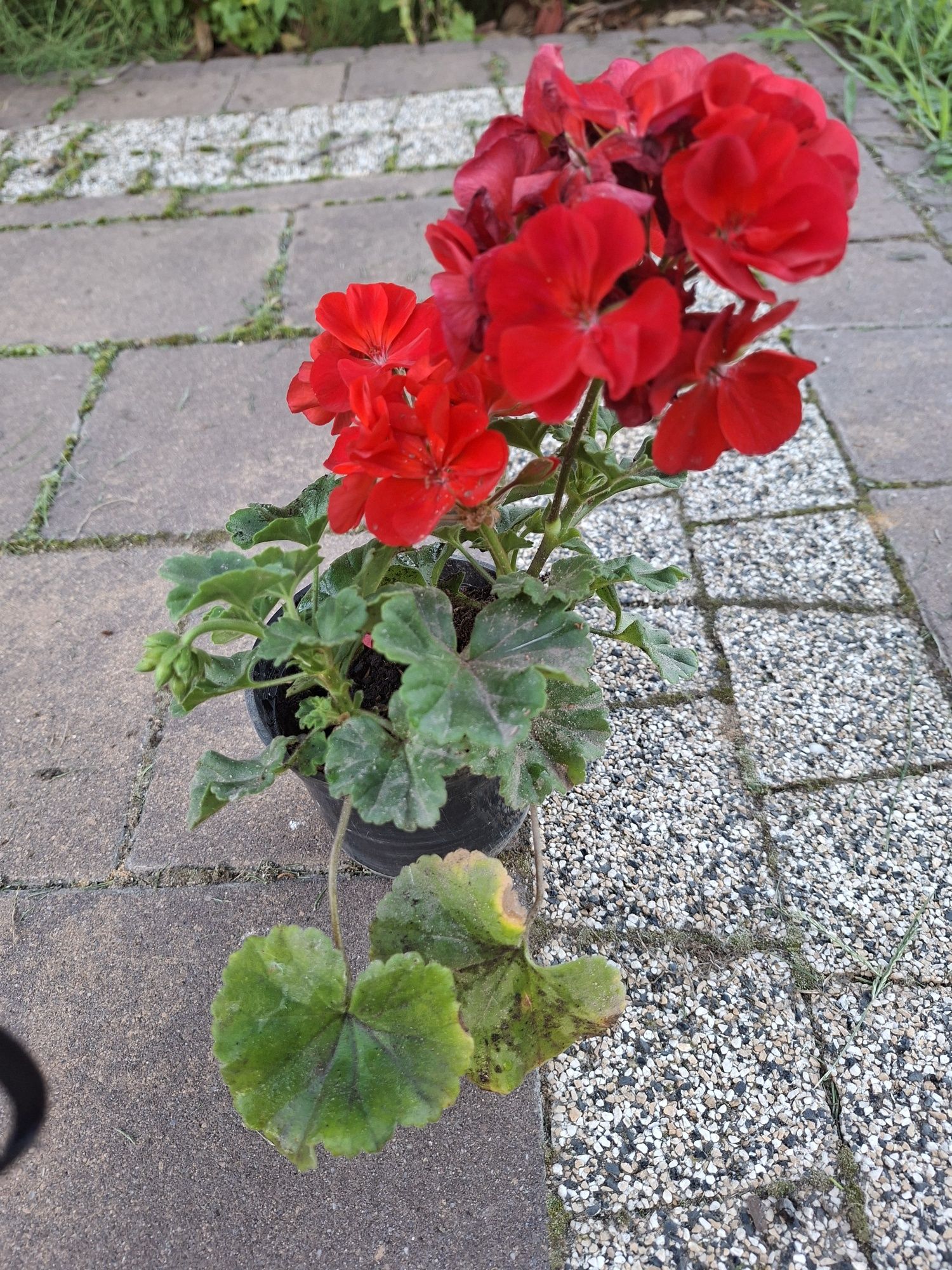 Pelargonia hybrydowa
