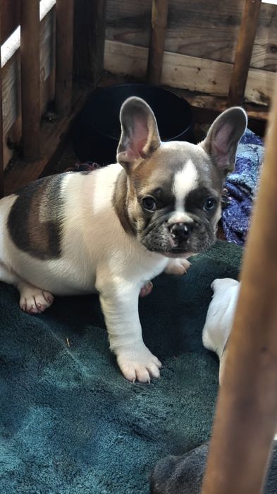 buldogi francuskie