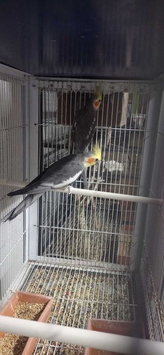 Caturras 15 euros cada