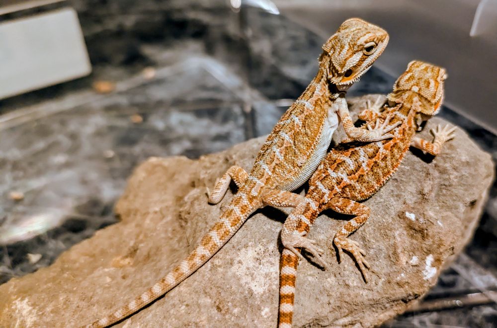 Jaszczurka agama brodata