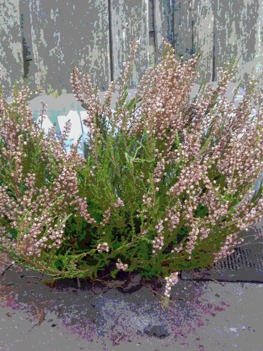 вереск звичайний