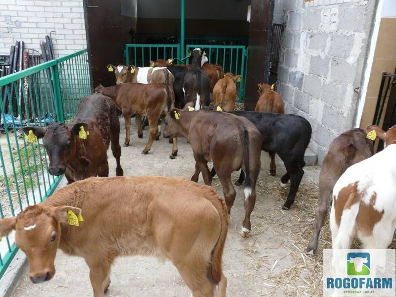 Jałówki MM,NCB i HF Polskie!
