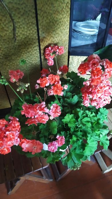 Продам зрізи та вкорінені сортові пеларгонії