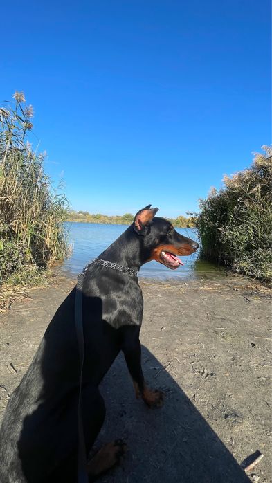 Породистый щенок  добермана