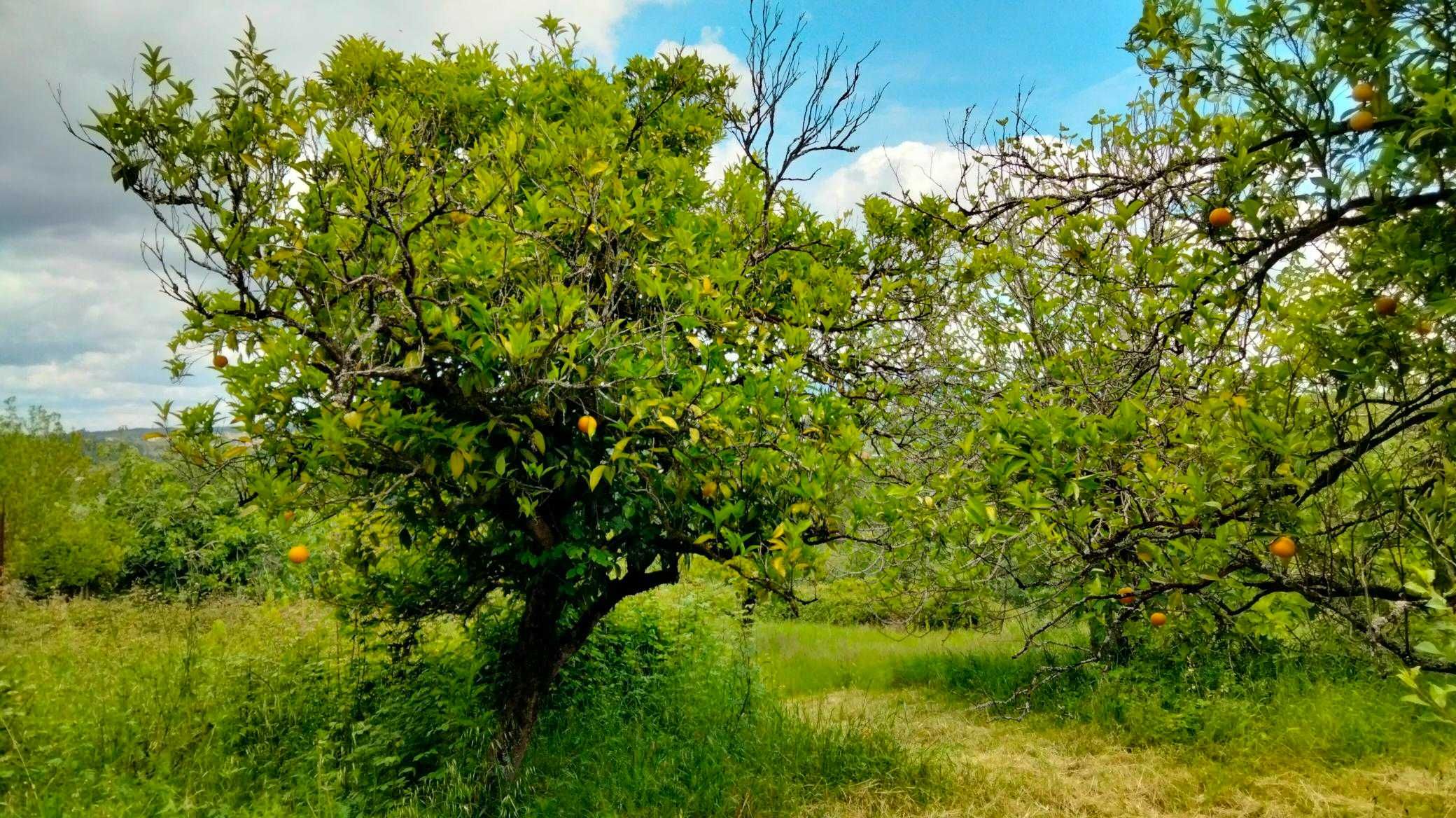 Pequena quinta junto à cidade de Pombal