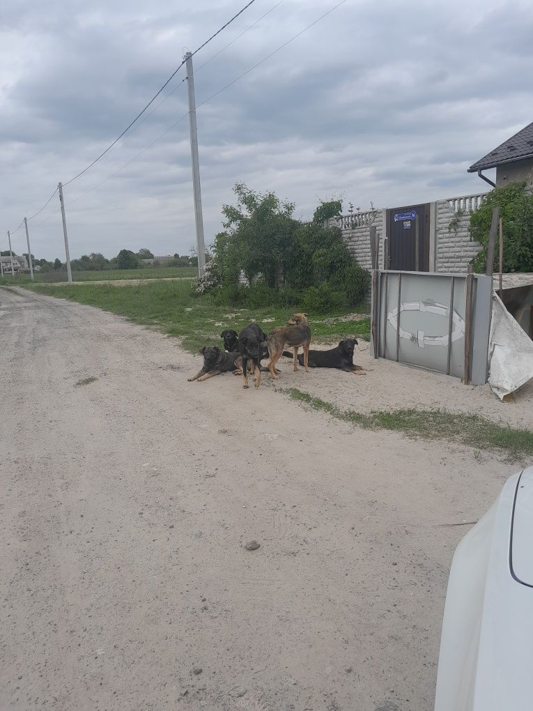 Заберіть цуциків в добрі руки