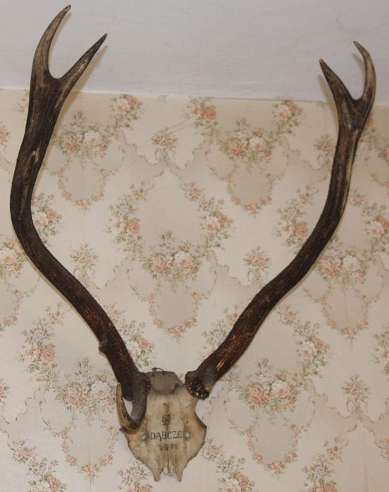 poroże jelenia   oryginalne sygnowane Dąbcze 1952 nr 6