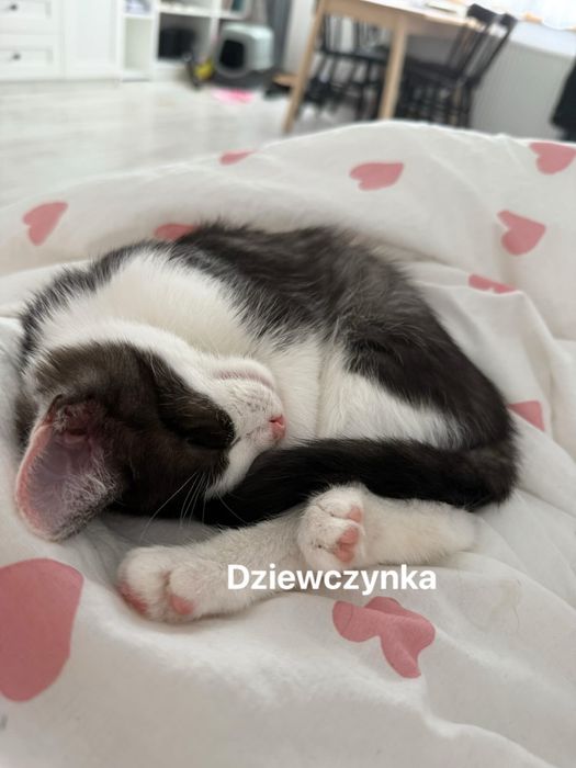 Oddam kotki tylko do domu