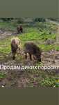 Продам поросят.                .
