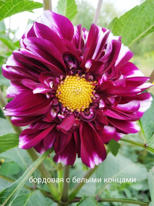 Клубні георгіни (жоржини)