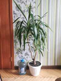 Комнатное растение пальма Юкка для офиса интерьера