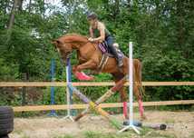 Piękny wałach arabski 5 lat 157 cm RTG
