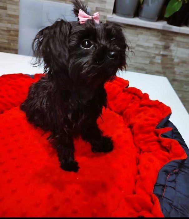Yorkshire terrier Black Malutkie Mini Mini