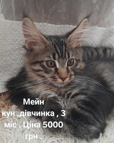 Котята мейн куни