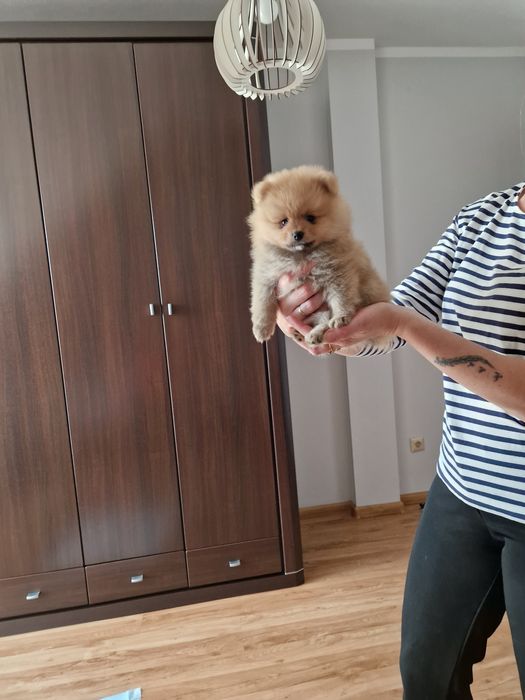 PUCHATY Szpic Miniaturowy