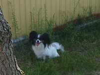 Suczka 8letnia do adopcji