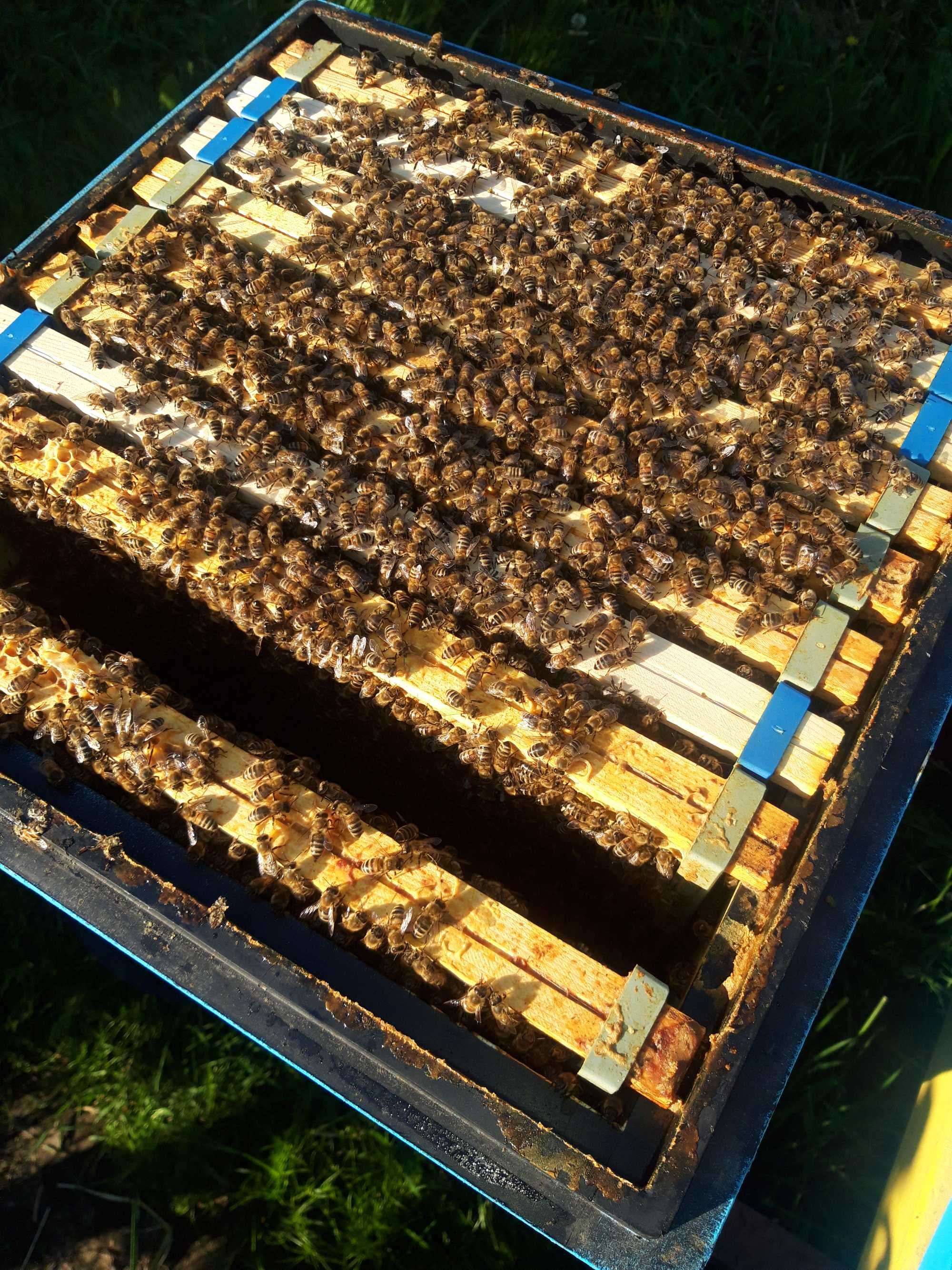Pszczoły odkłady rodziny pszczele ramka wielkopolska