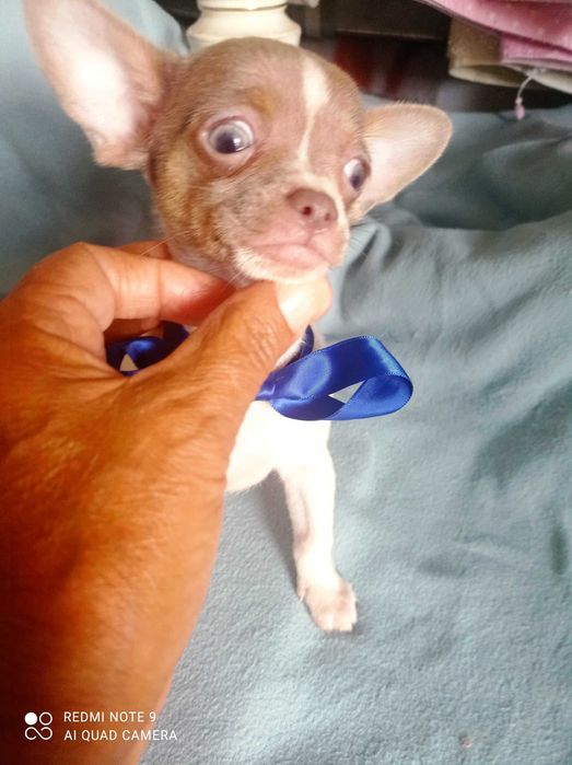 Chihuahua de bolso linha Russa de Top Macho